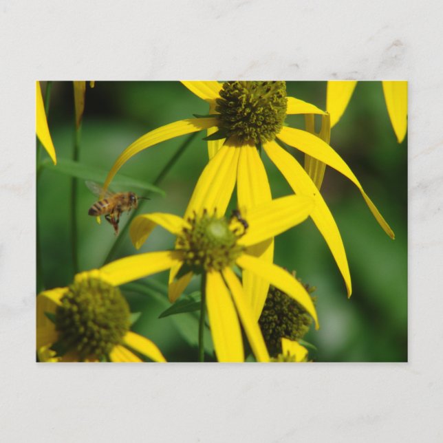 Honungsbins flygning vykort (Framsida)