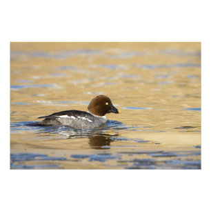 Honungssläktet Goldeneye anka Fototryck
