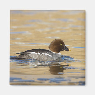 Honungssläktet Goldeneye anka Magnet