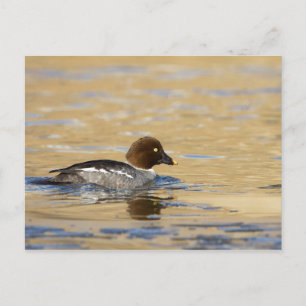 Honungssläktet Goldeneye anka Vykort