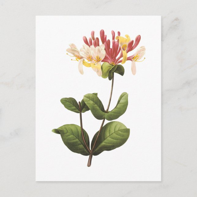 honungssuckle (Lonicera sp.) från Redouté Vykort (Framsida)