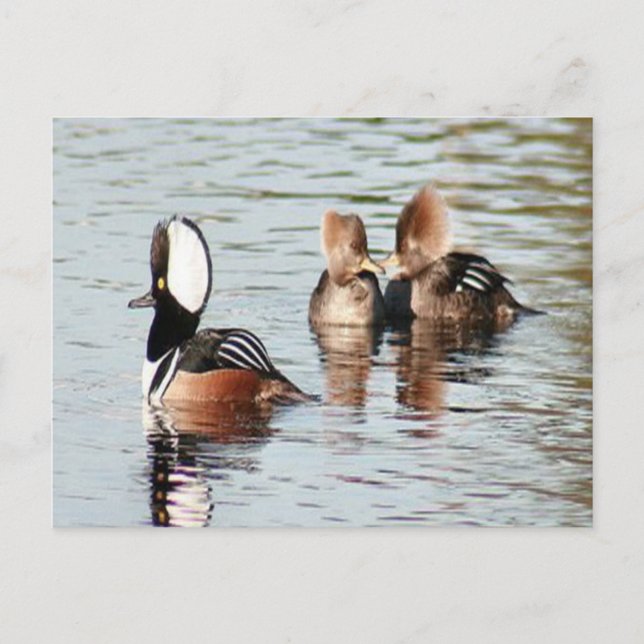 Hooded Merganser Anka Photo Postcard Vykort (Framsida)