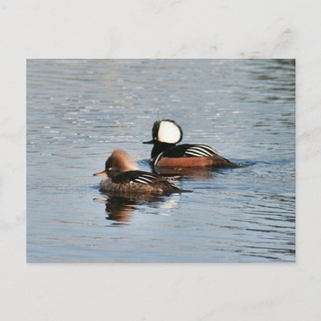 Hooded Merganser Anka Photo Postcard Vykort (Framsida)