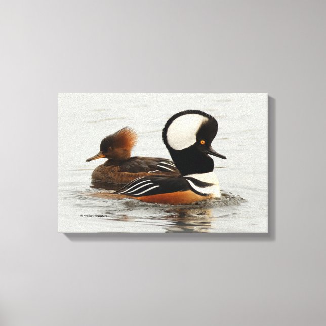 Hooded Merganser Anka vid dammen Canvastryck (Framsida)