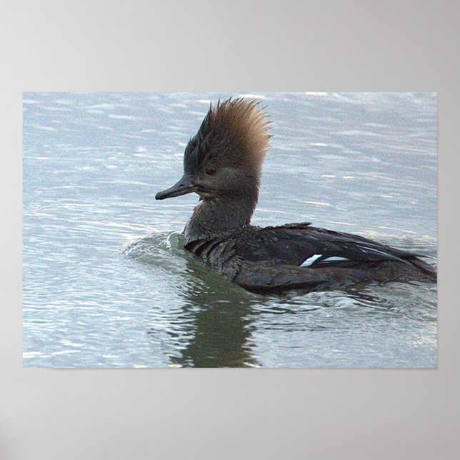 Hooded Merganser-Ankbon Poster (Framsidan)