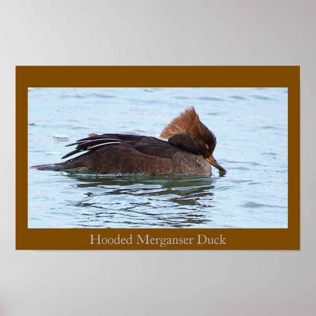Hooded Merganser-Ankbonde Affisch (Framsidan)