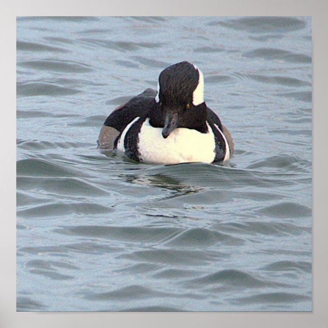 Hooded Merganser-Ankbonde Affisch (Framsidan)