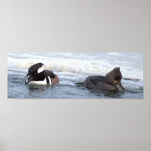 Hooded Merganser Ankor Affisch (Framsidan)