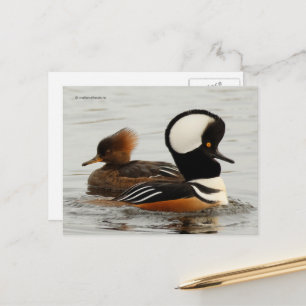 Hooded Merganser Ankor vid Pond Vykort