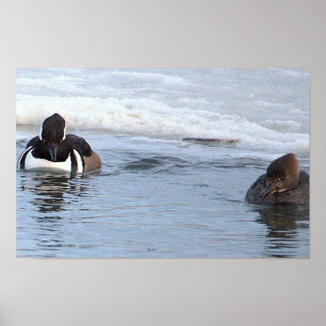 Hooded Merganser-Ankposter Poster (Framsidan)