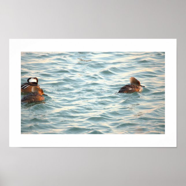 Hooded Merganser-Ankposter Poster (Framsidan)