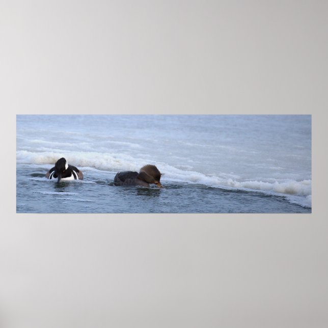 Hooded Merganser-Ankposter Poster (Framsidan)