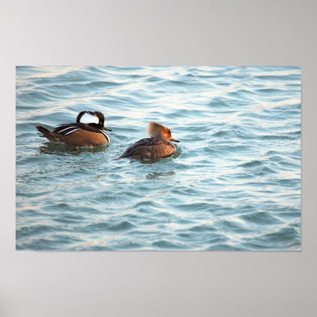 Hooded Merganser-Ankposter Poster (Framsidan)