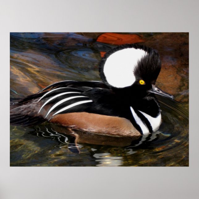 Hooded Merganser Bird Print Poster (Framsidan)