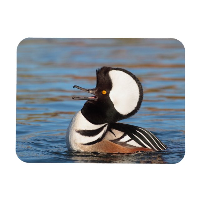 Hooded Merganser Calling Magnet (Horisontell)