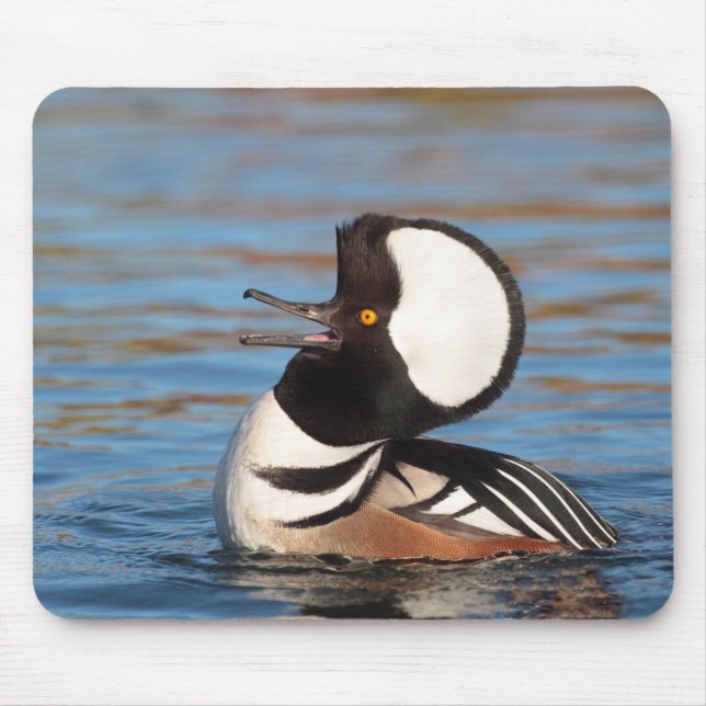 Hooded Merganser Calling Musmatta (Framsidan)