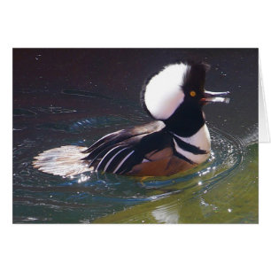 Hooded Merganser Card Hälsningskort