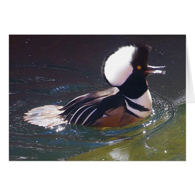 Hooded Merganser Card Hälsningskort (Framsidan Horizontal)