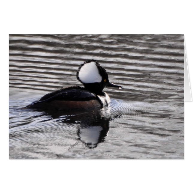 Hooded Merganser Drake Hälsningskort (Framsidan Horizontal)