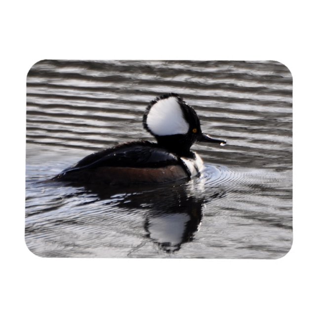 Hooded Merganser Drake Magnet (Horisontell)