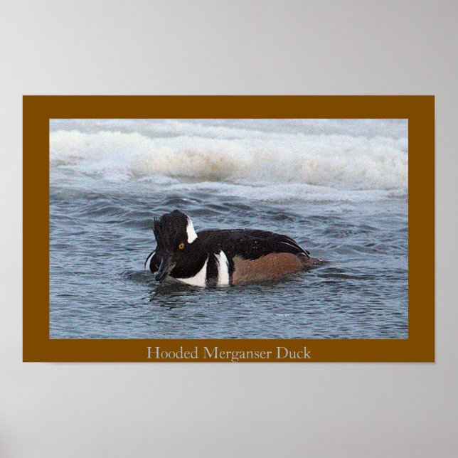 Hooded Merganser Duck Poster (Framsidan)