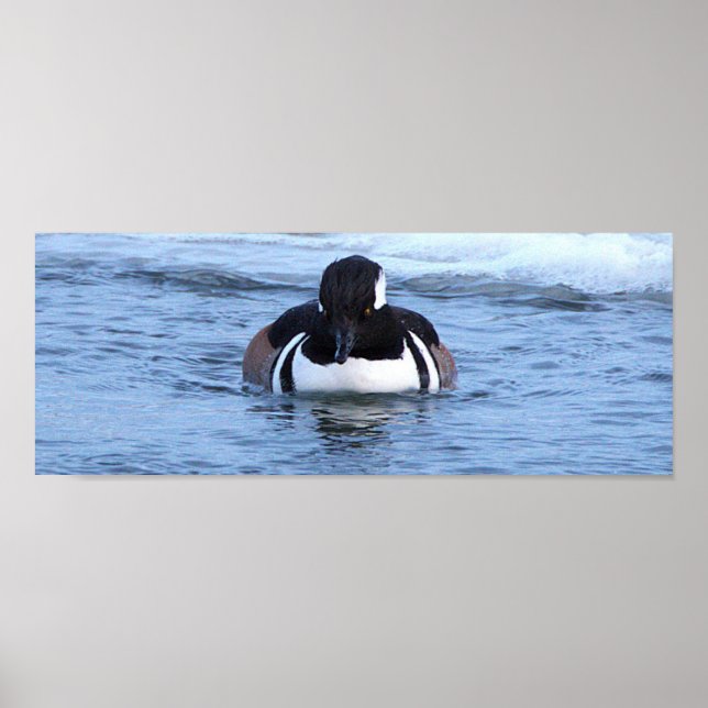 Hooded Merganser Duck Poster (Framsidan)
