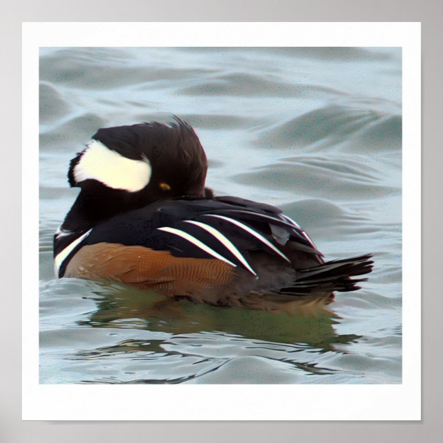Hooded Merganser Duck Poster (Framsidan)