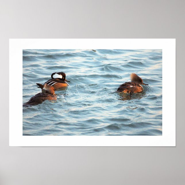 Hooded Merganser Ducks Poster (Framsidan)