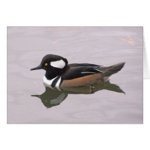 Hooded Merganser Hälsningskort