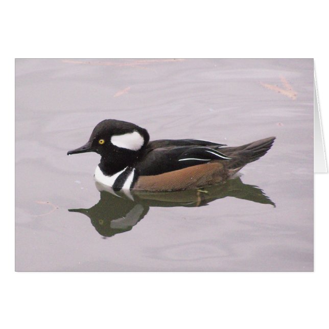 Hooded Merganser Hälsningskort (Framsidan Horizontal)