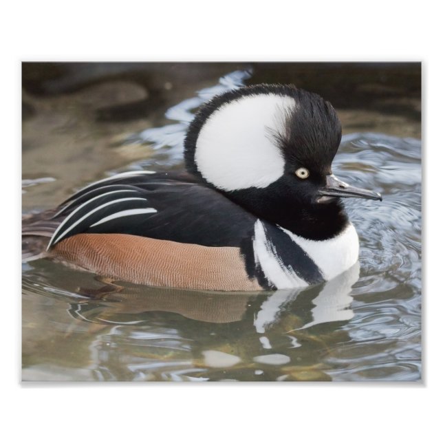 Hooded Merganser Photography Print Fototryck (Framsidan)