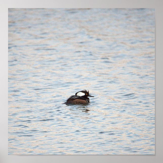 Hooded Merganser Poster (Framsidan)
