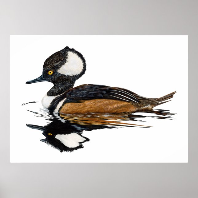 Hooded Merganser Poster (Framsidan)