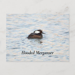 Hooded Merganser vycard Vykort