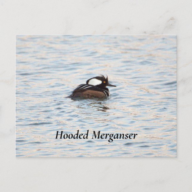 Hooded Merganser vycard Vykort (Framsida)