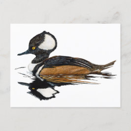 Hooded Merganser vycard Vykort