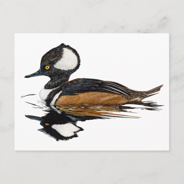 Hooded Merganser vycard Vykort (Framsida)