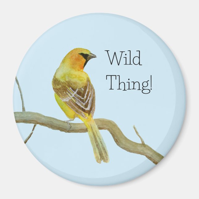 Hooded Oriole Magnet (Framsidan)