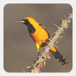 Hooded Oriole på en gren Fyrkantigt Klistermärke