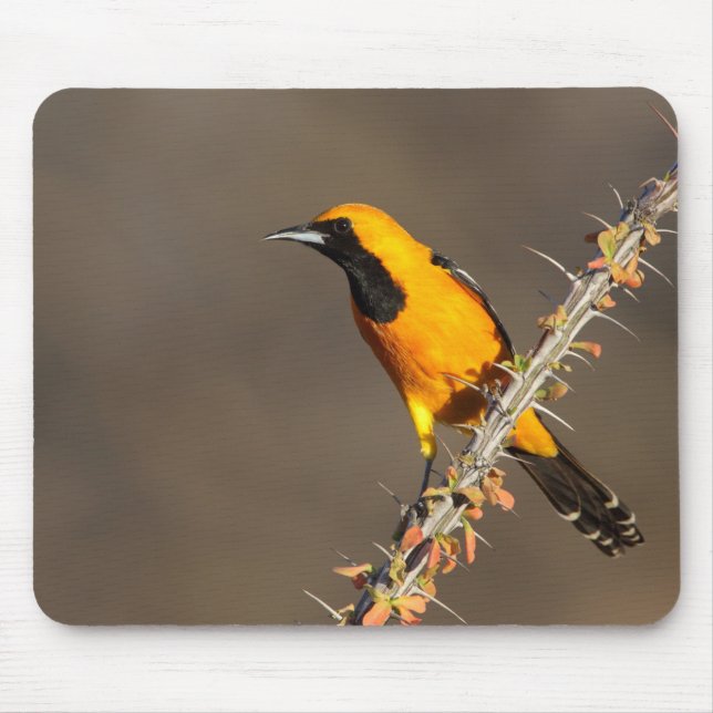 Hooded Oriole på en gren Musmatta (Framsidan)