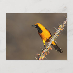 Hooded Oriole på en gren Vykort