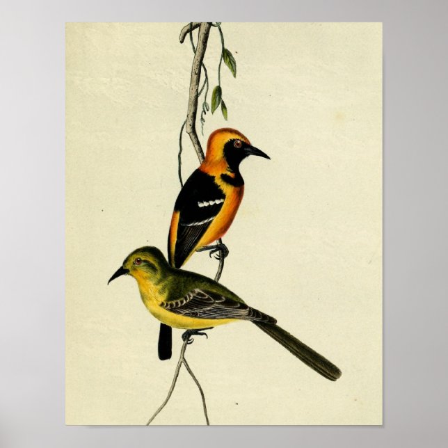 Hooded Oriole Poster (Framsidan)