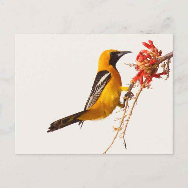 Hooded Oriole Vykort (Framsida)
