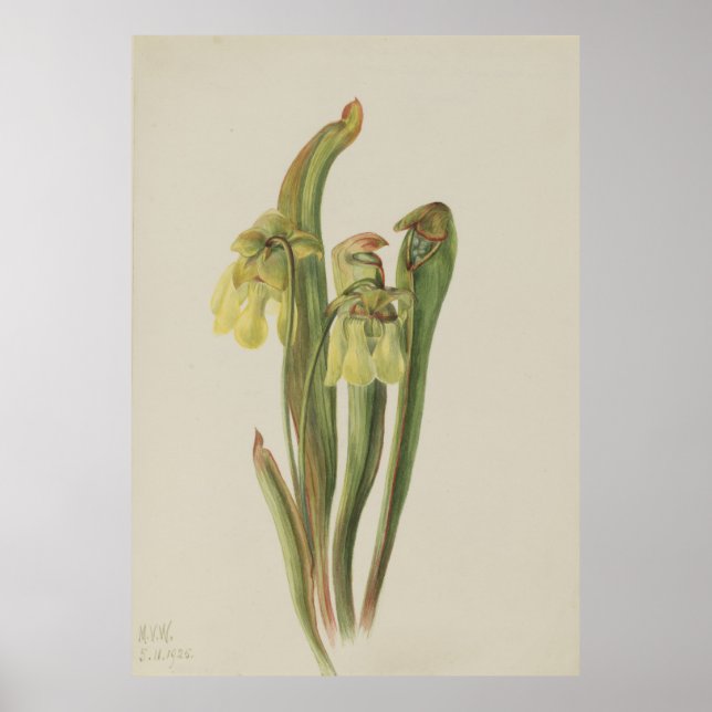 Hooded Pitcherplant (Sarracenia minor minor) Poster (Framsidan)