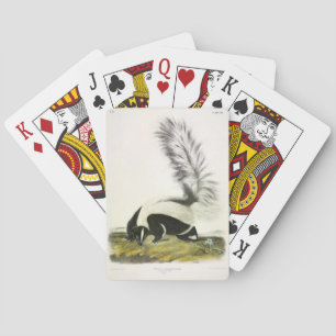 Hooded Skunk eller Large-tailed Skunk från Audubon Casinokort