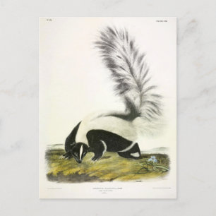Hooded Skunk eller Large-tailed Skunk från Audubon Vykort