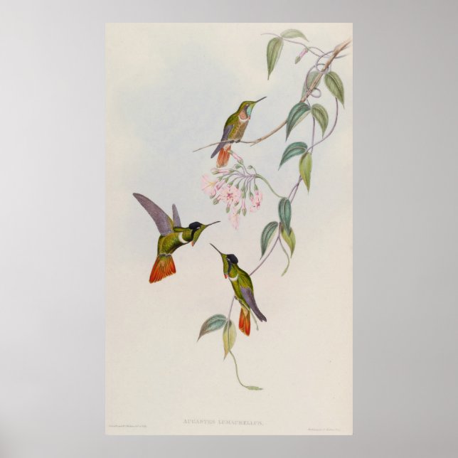 Hooded Visorbearer Hummingbird Augastes lumachella Poster (Framsidan)