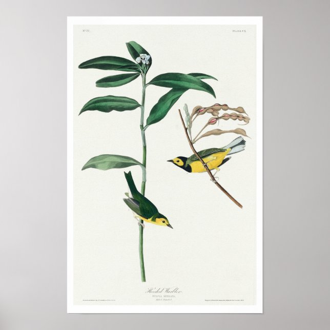 Hooded Warbler by Audubon Poster (Framsidan)