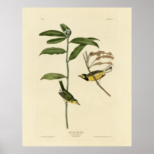 Hooded Warbler från Audubon's Birds of America Poster