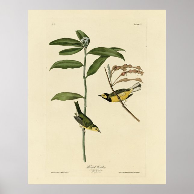 Hooded Warbler från Audubon's Birds of America Poster (Framsidan)